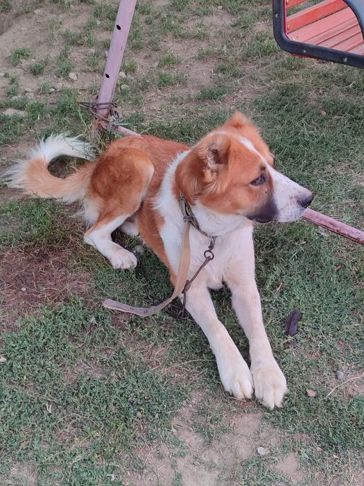 Қазақы төбет иттер