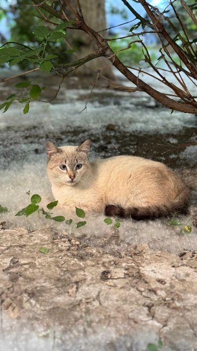 Чудесный котик Геракл