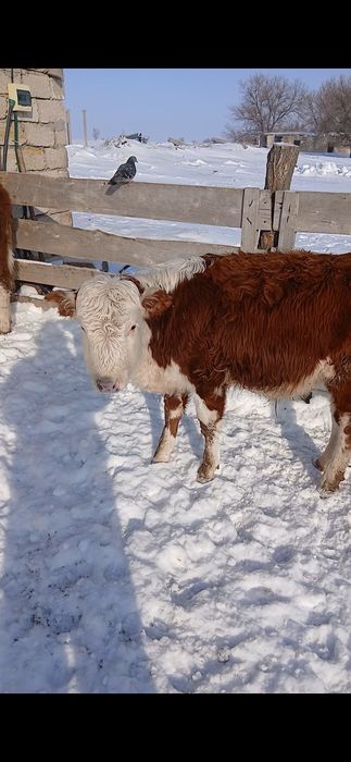 Ақбас бұқа ақбас баспақ