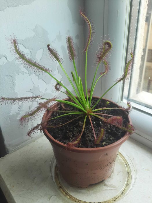 Росянка, хищно растение