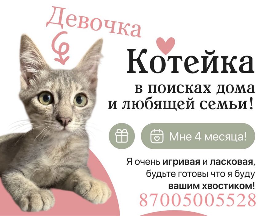 Котенок девочка в добрые руки с подарком