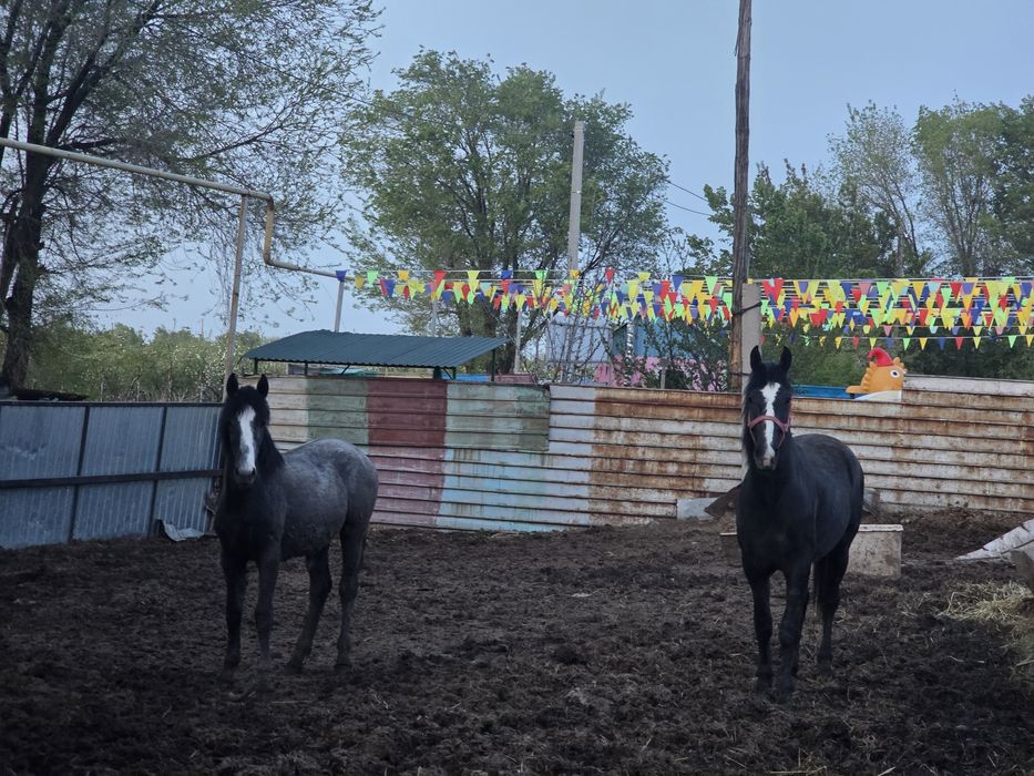 Продам Коней (лошадей)