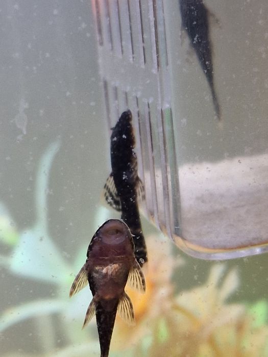 Продавам: Сом Анциструс, 3-4см