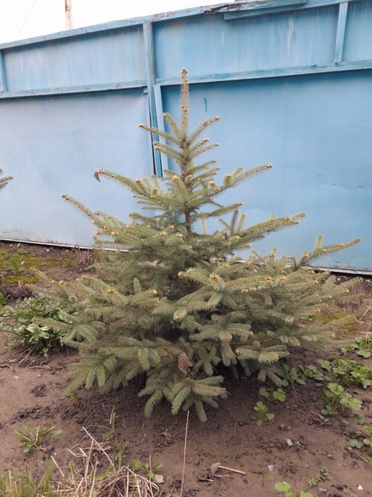 Продам Ёлки сизые