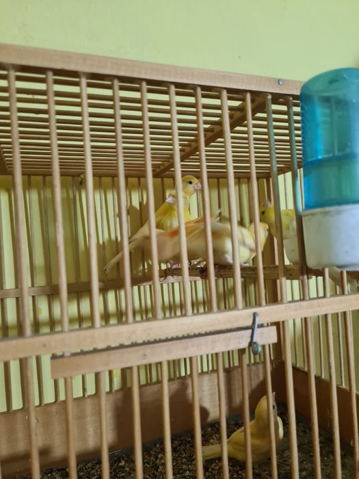 Pui de canari 2025