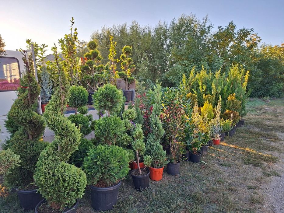 Plante ornamentale