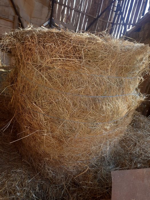 Vând 6 baloti rotunzi de fan