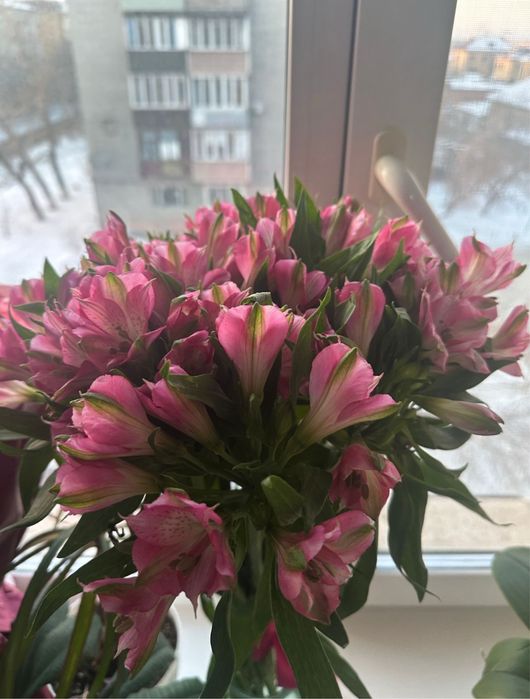 Цветы Альстромерия