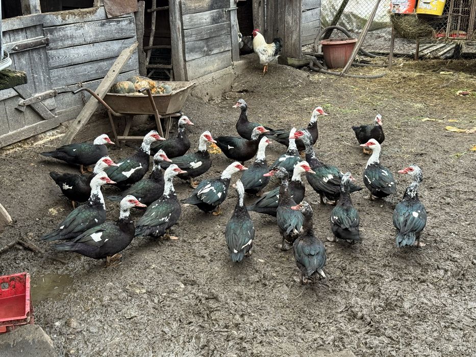 Vand oua de rata leseasca neagra