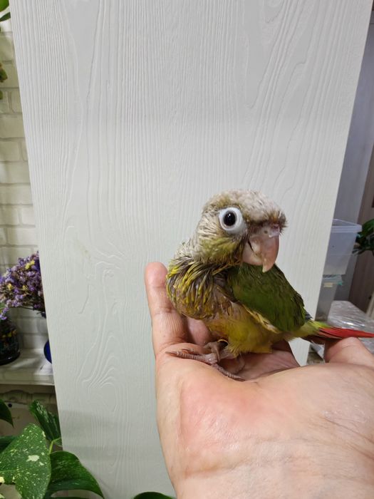 Продаётся птенец Ананасовой Пирруры