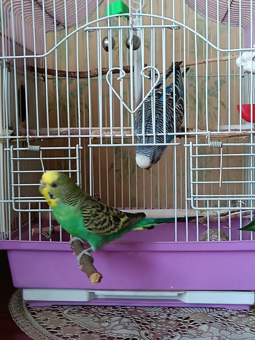 Попугайи волнистые ручные .