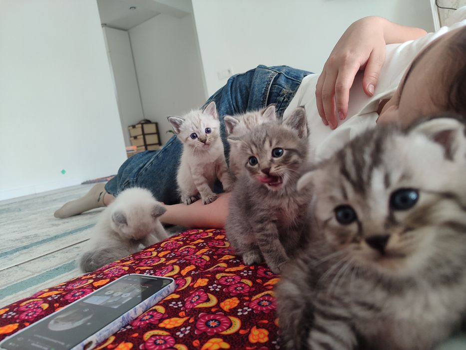 Срочно продается котяты!