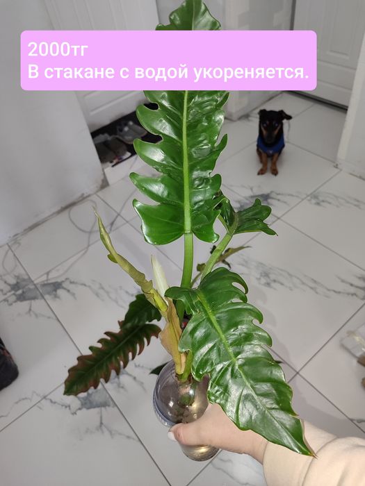 Продам комнатные цветы.