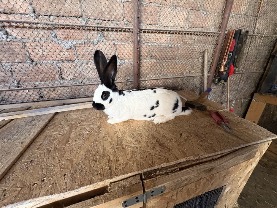 De vanzare fluture german pui si maturi