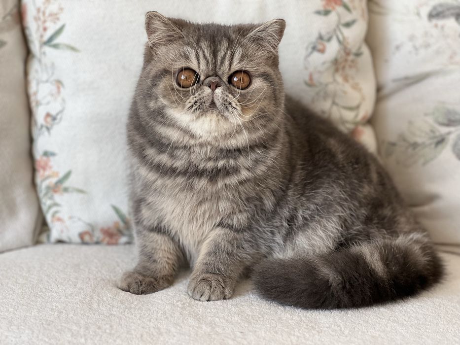 Женско екзотично късокосместо чистопородно коте