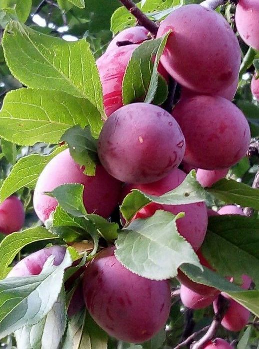 Pomi Fructiferi Columnari (Soiuri De Prun )