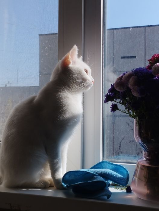 Отдам кошку (взрослую)