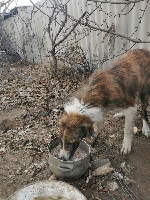 Ищем дом для пёсика подростка