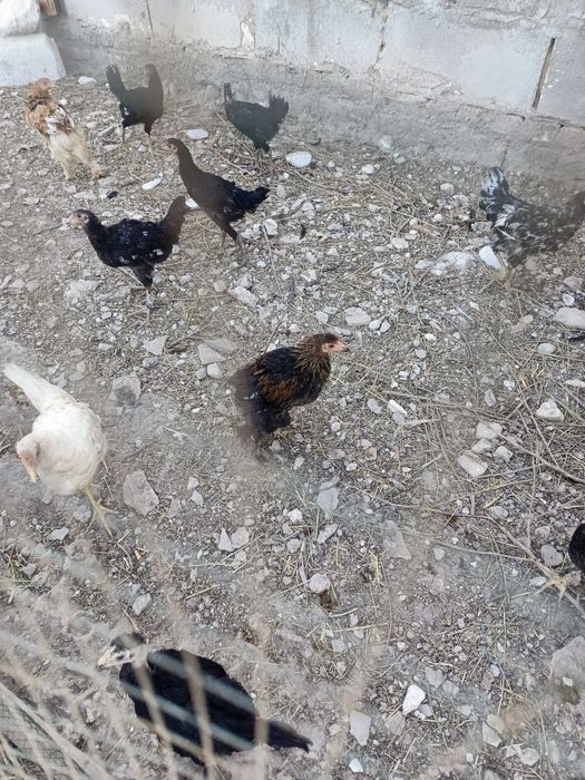 Jujalar sotiladi  hammasi soglom gorib olavarasizlar