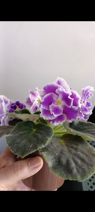 Продам цветущие фиалки,деток,листики