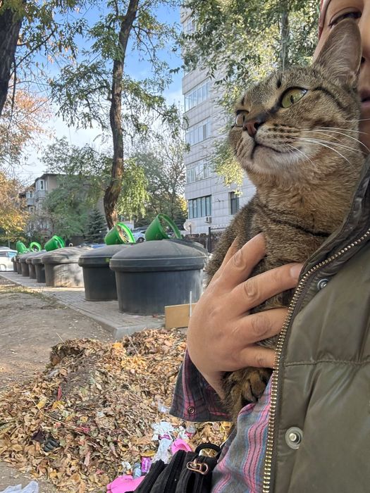 Котята бесплатно