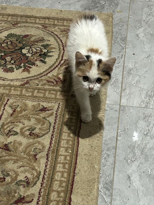 Отдам котенка в добрые руки