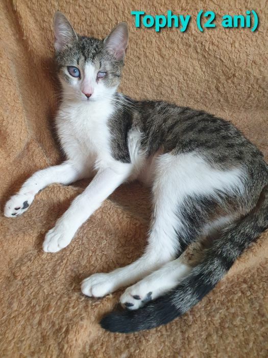 MINUNATII DE PISICUTE frumoase si iubicioase