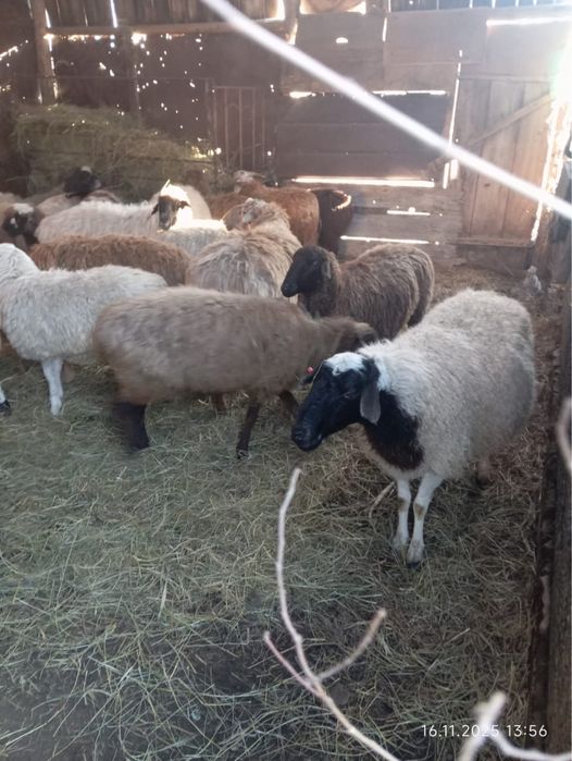 Продам баран, коз