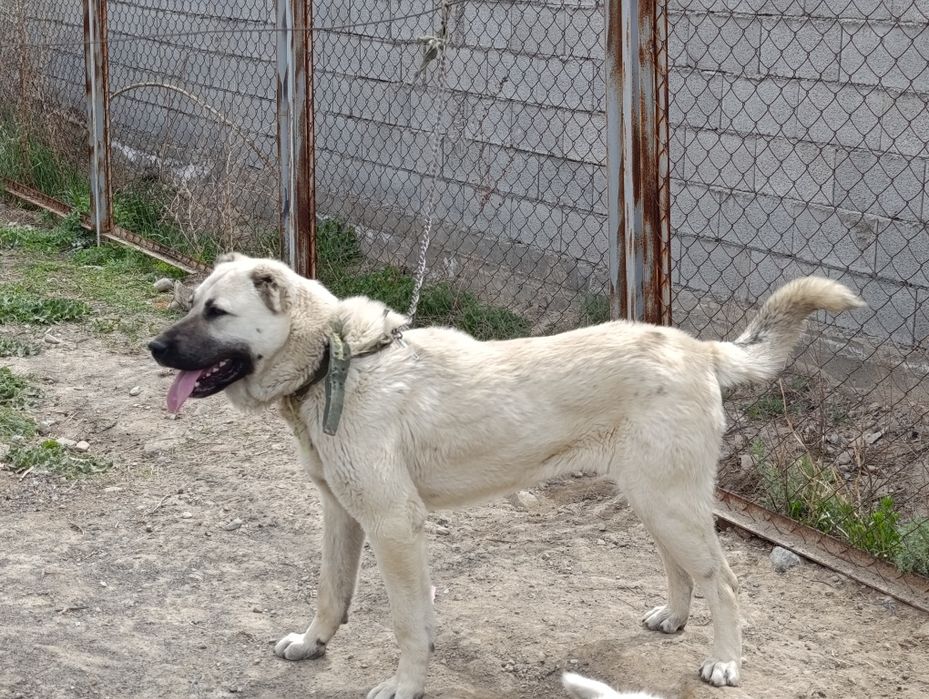 Таза қанды кангал