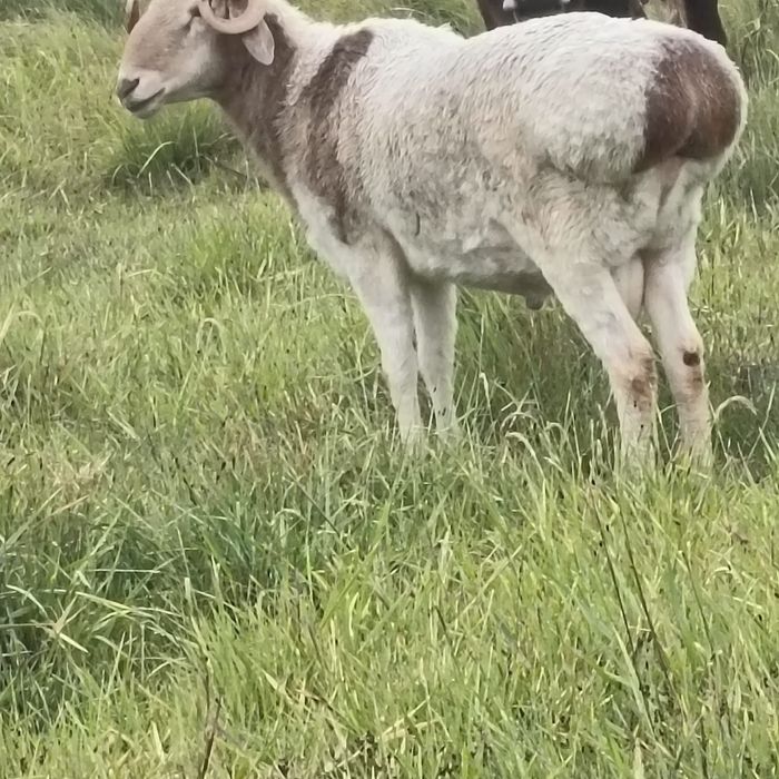 Продам Кошкар 220000