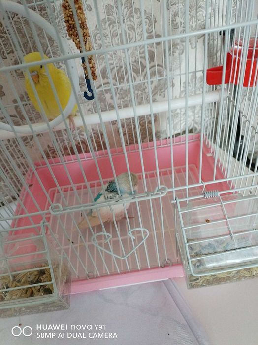 Попугай волнистый