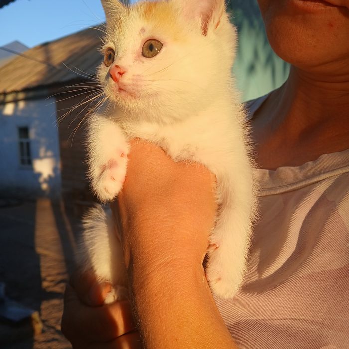 Отдам  котят девочки, город Актобе