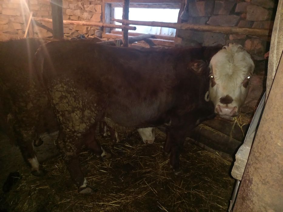 Продам быков подсосные