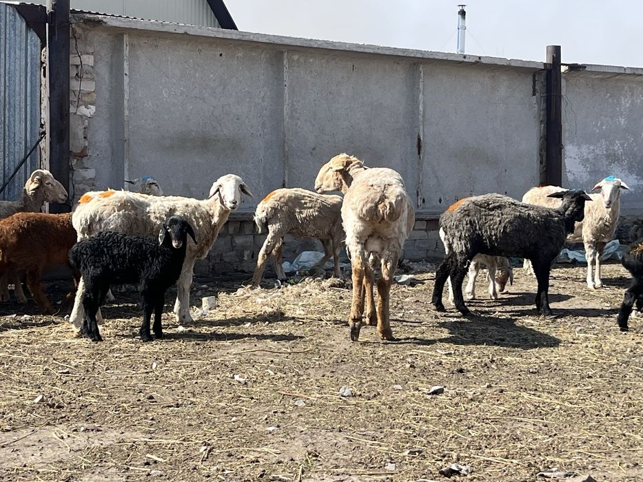 Продам кошкара 2 года