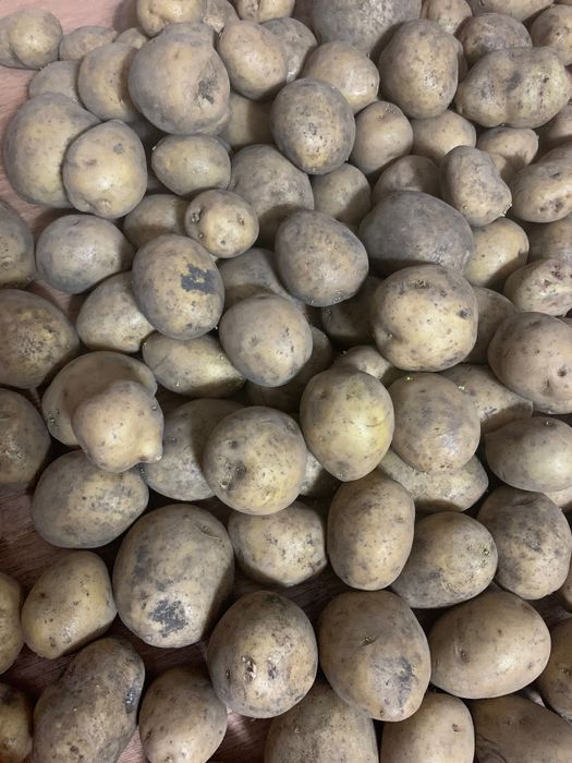 Продам картофель