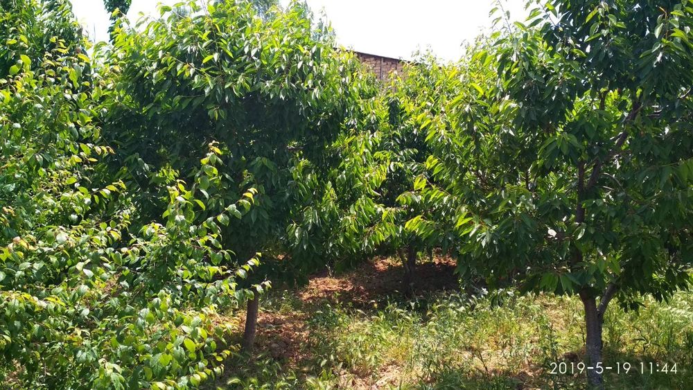 Ер сотилади ( 8 сотих)