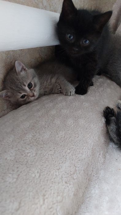 Отдам котят британцев
