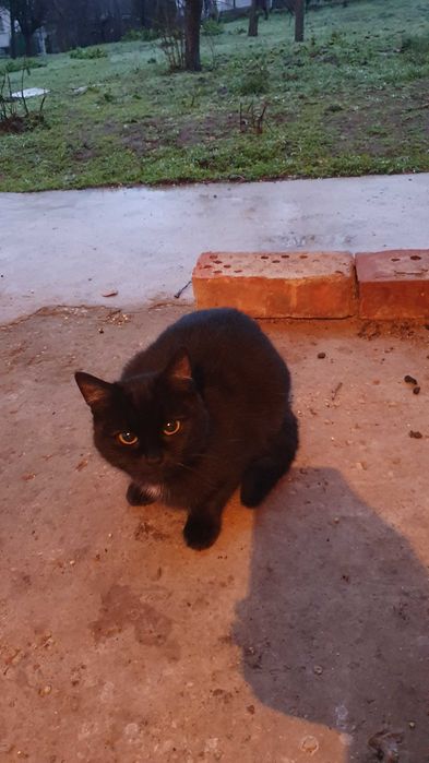 Черна котка на 6 мес. търси дом