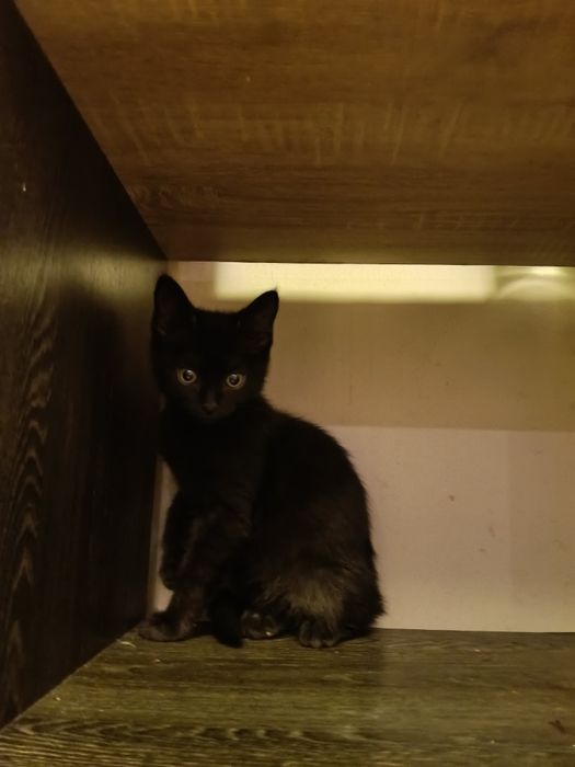 Котёнок девочка 2,5 месяца