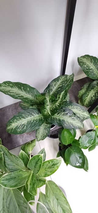 Sveta singlisi porno soradi