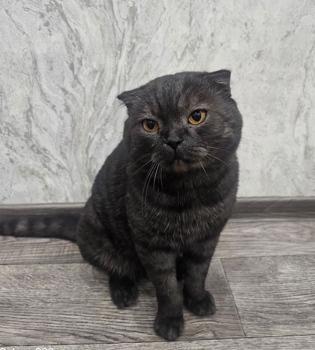 Котята скотиш фолд и скотиш страйт