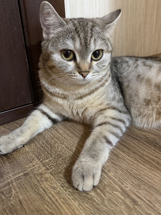 Отдам кошек 1 девочка, 1 мальчик