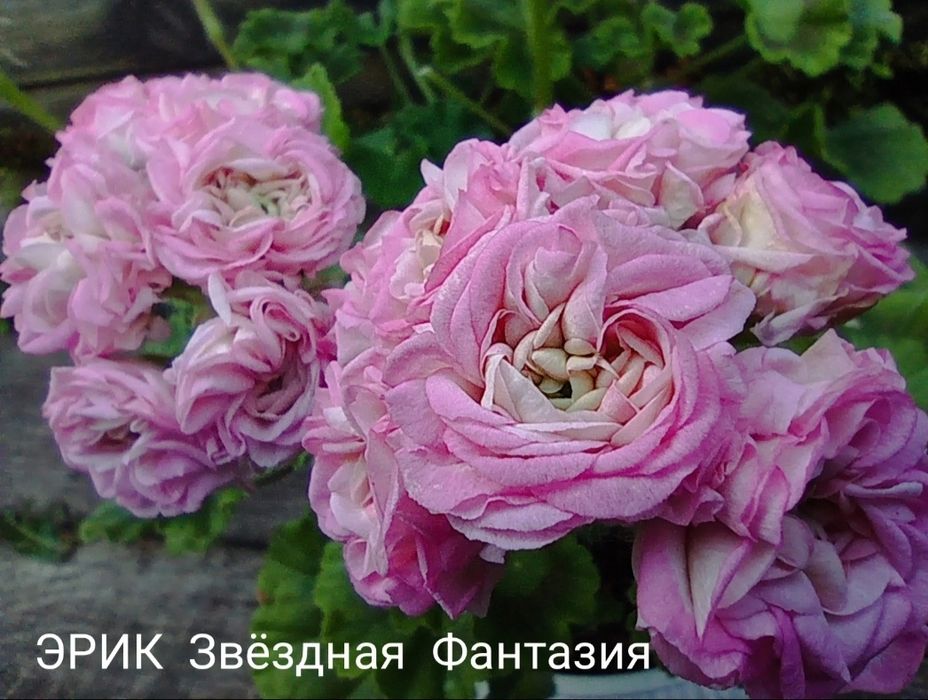 Укорененные пеларгонии