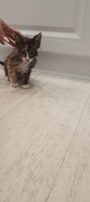 Котенок девочка 3 месяца