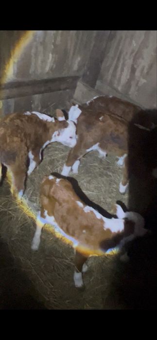 Еркек Бұзау 3бас ургашы 2бас Ақ бас