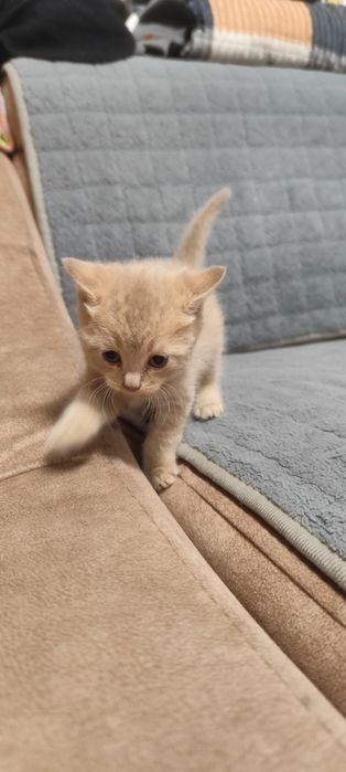 Отдам бесплатно котят мальчик и девочка