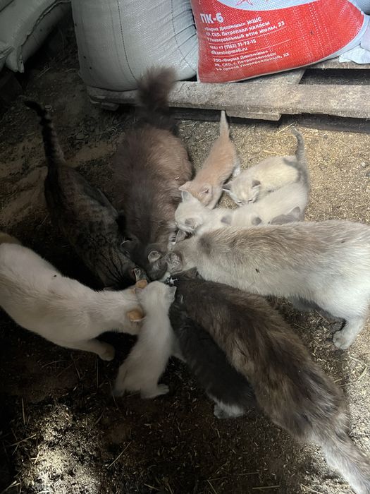 Отдам котят в добрые руки