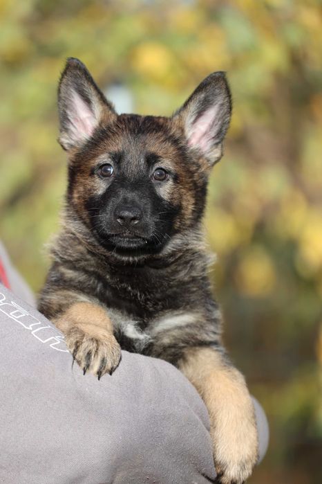 Ciobanesc German Linie de lucru spate drept Canisa autorizata