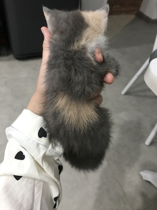 Продам котенка , девочка