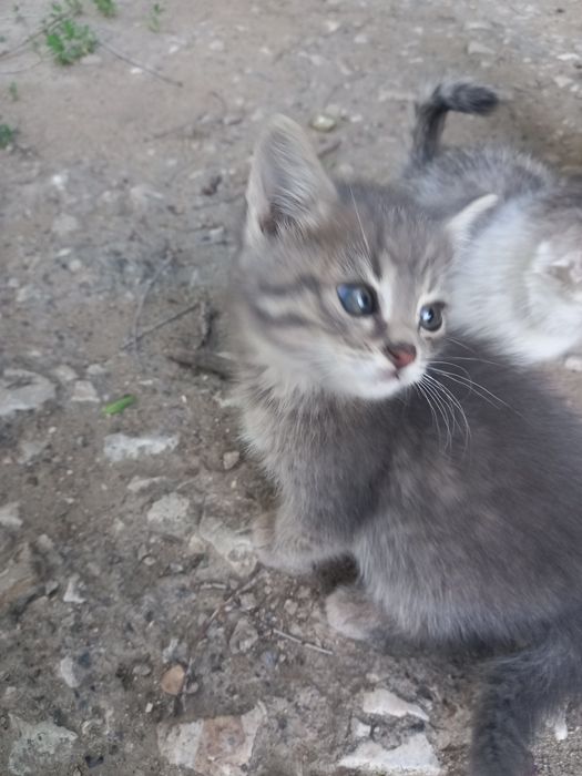 2 котенка,нуждаются в доме